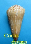 Conus distans, Hwass in Bruguière 1792